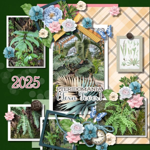 Ferns