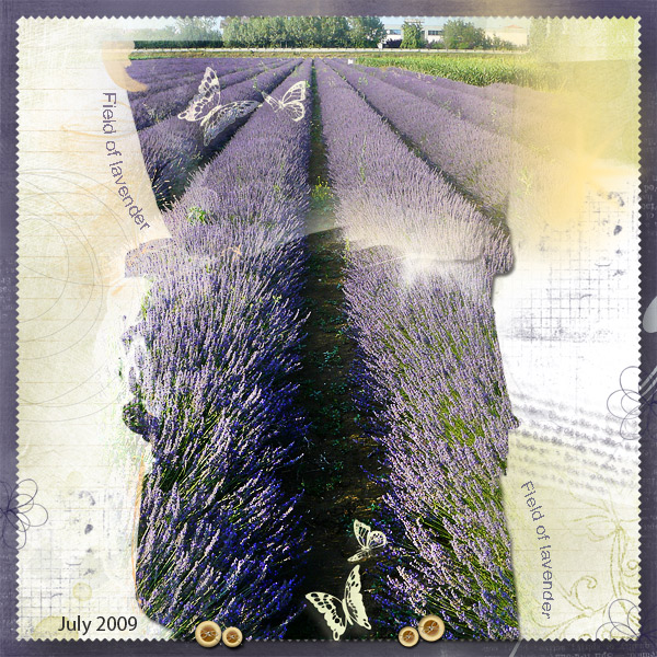 Field of Lavender