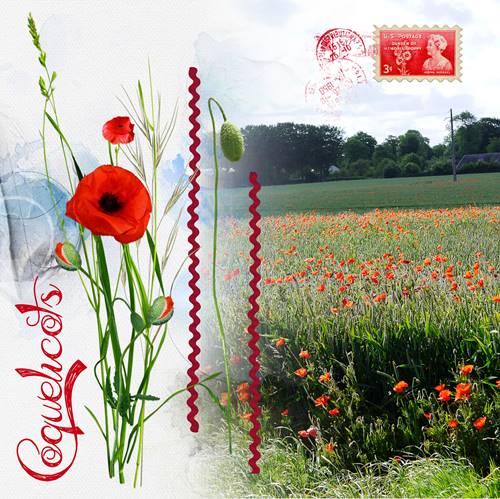 field of poppies 4
