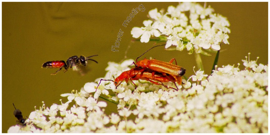 Flower meeting