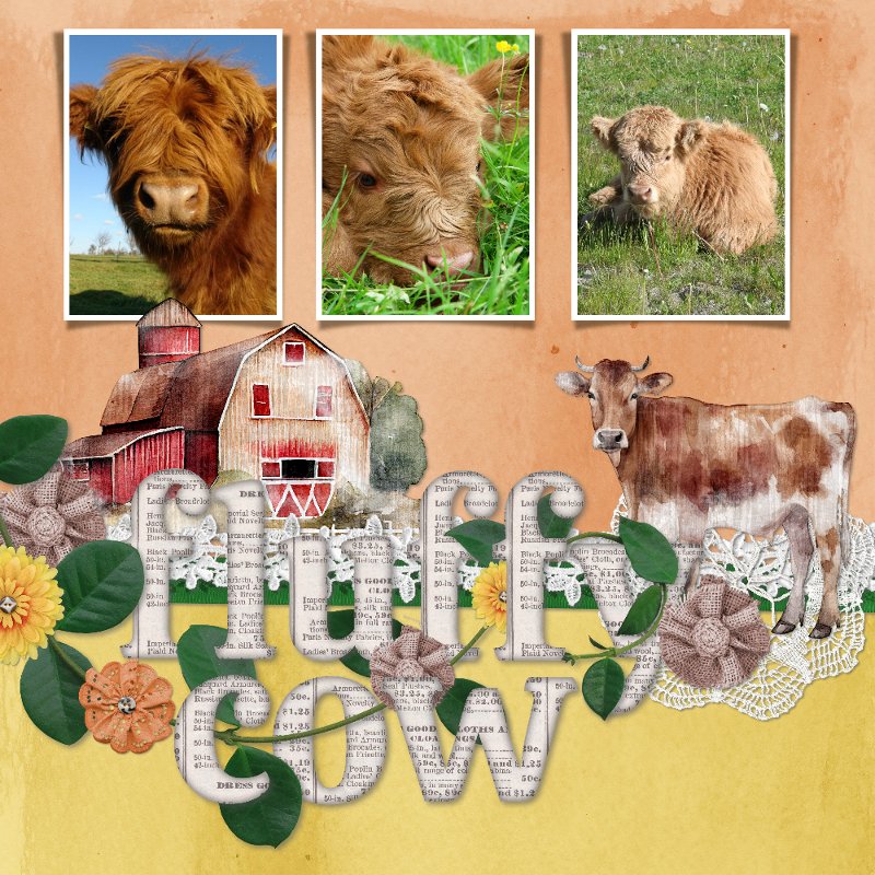 fluffy cows