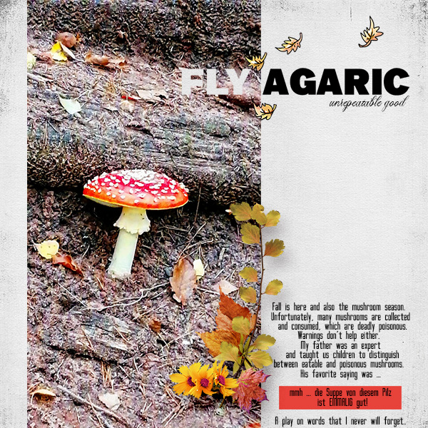 fly agaric