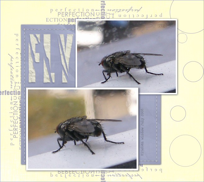 Fly