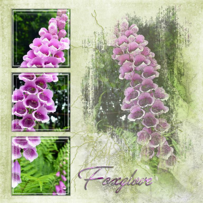 Foxglove