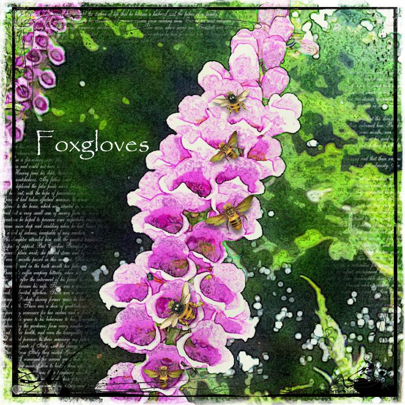 Foxgloves