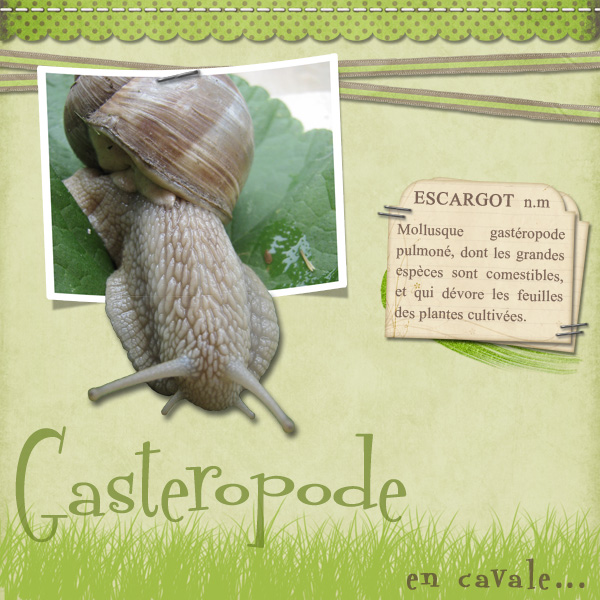 Gasteropode en cavale