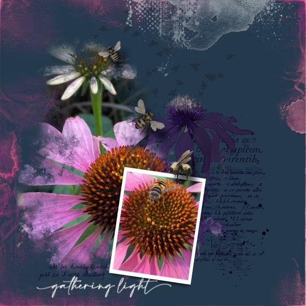 Gathering Light (echinacea).jpg