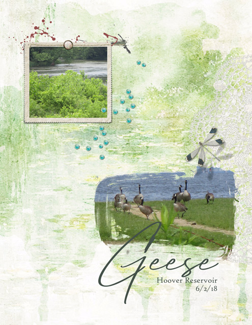 Geese