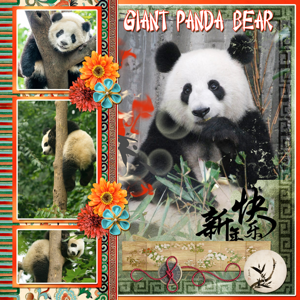 Giant Panda Bear