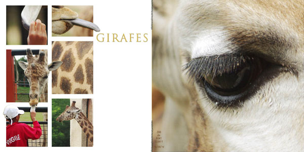 Giraffes