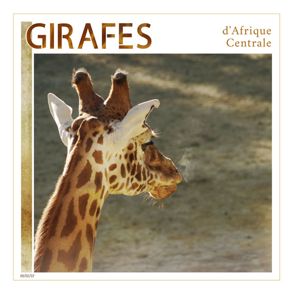 Giraffes