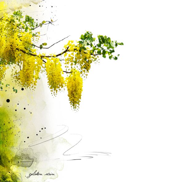 Golden Rain...