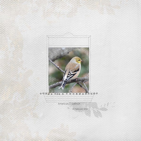 Goldfinch in the Window