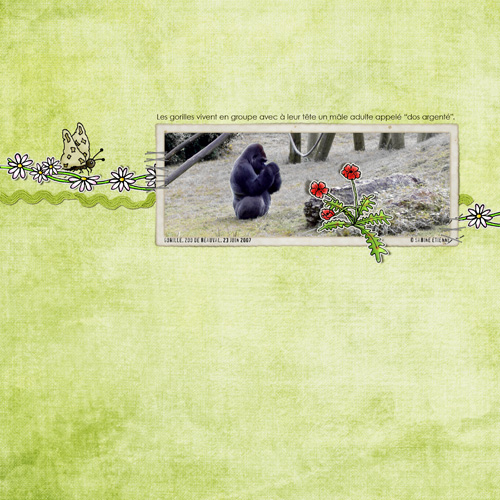 Gorilla