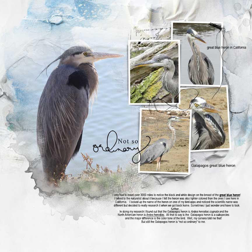 Great Blue Heron comparison