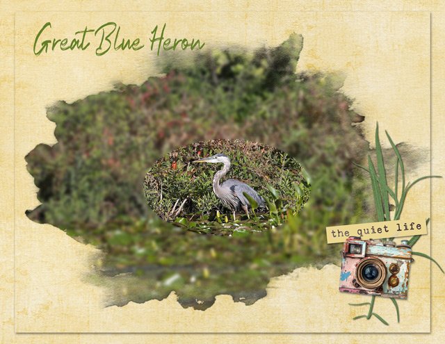Great-Blue-Heron.jpg
