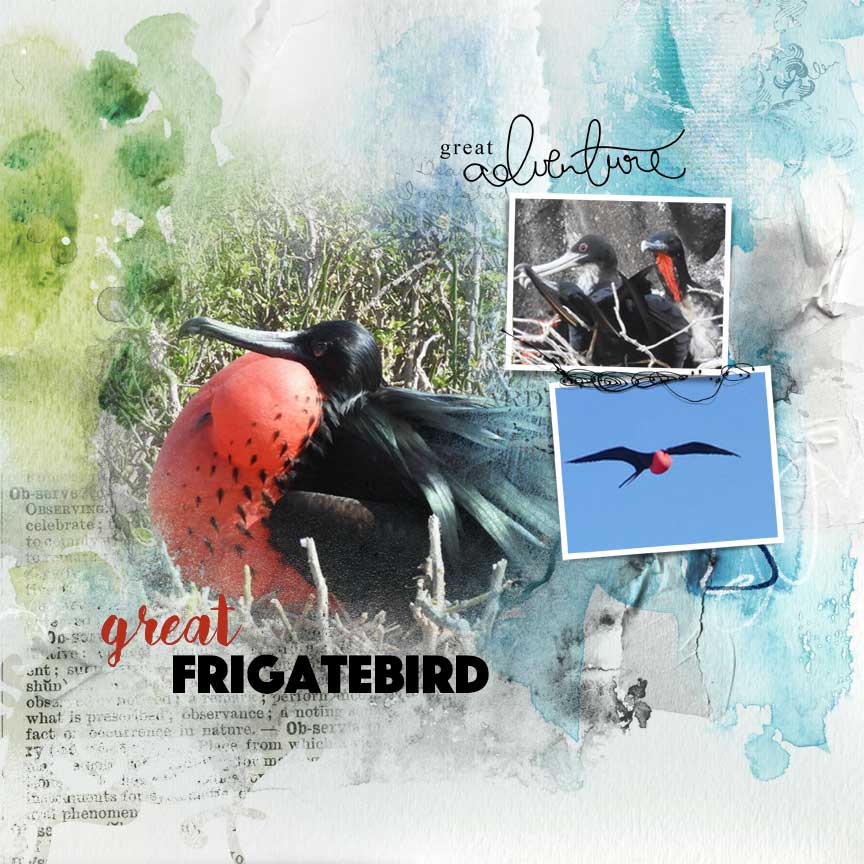 Great Frigatebird