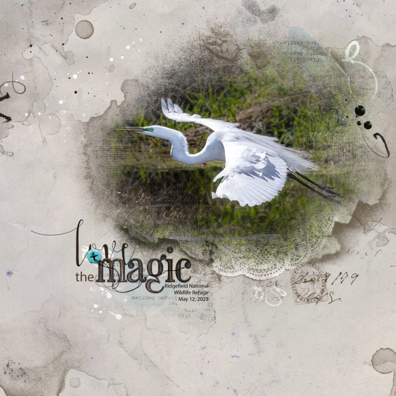 Great White Egret