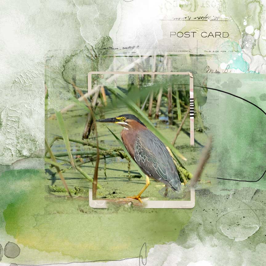 Green heron  (Color Challenge 8.02-8.22)