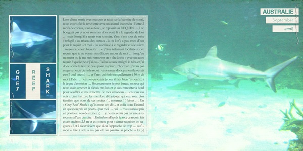 grey reef shark