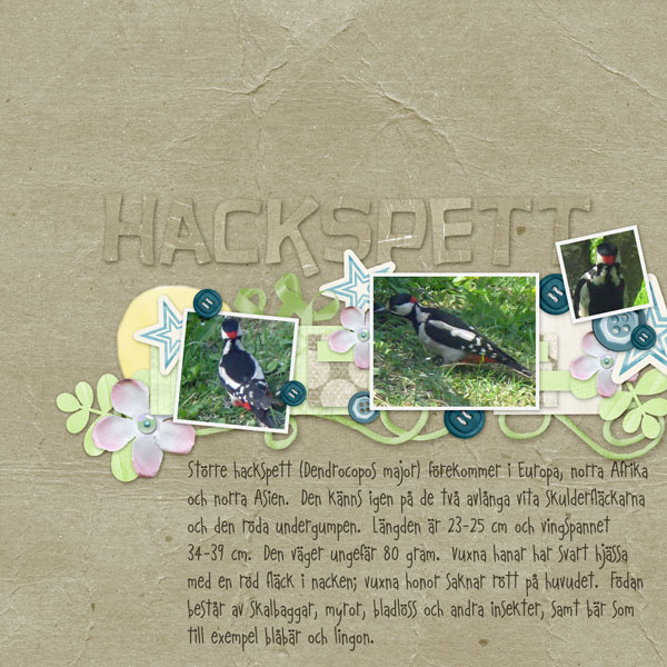 Hackspett (Woodpecker)