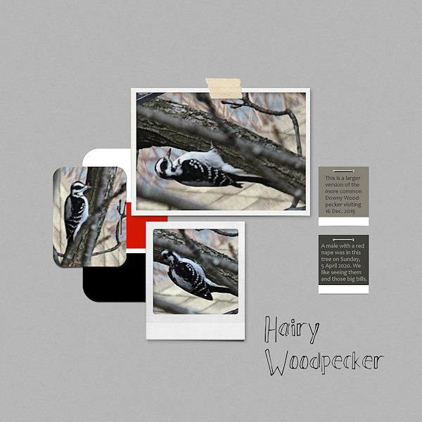 Hairy Woodpecker - day 2