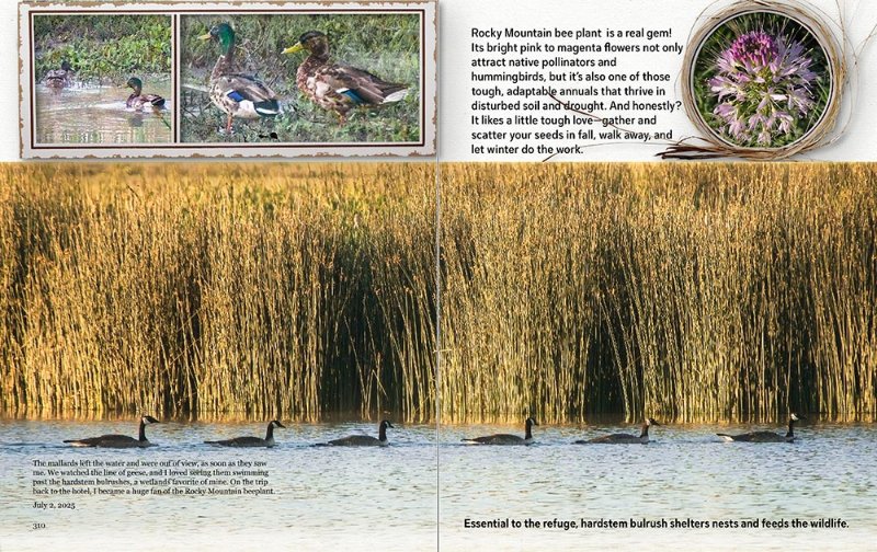 Hardstem Bulrush