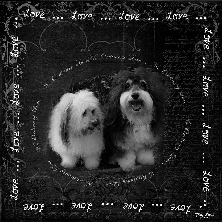 Havanese--Black and White