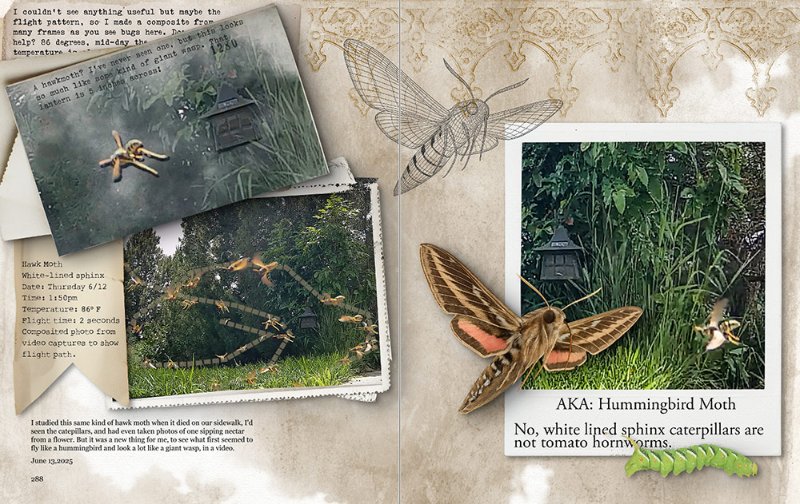 Hawk Moth