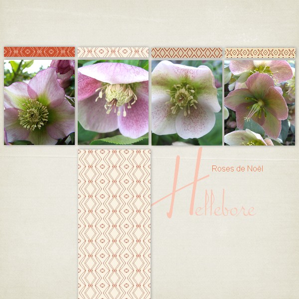 Hellebore