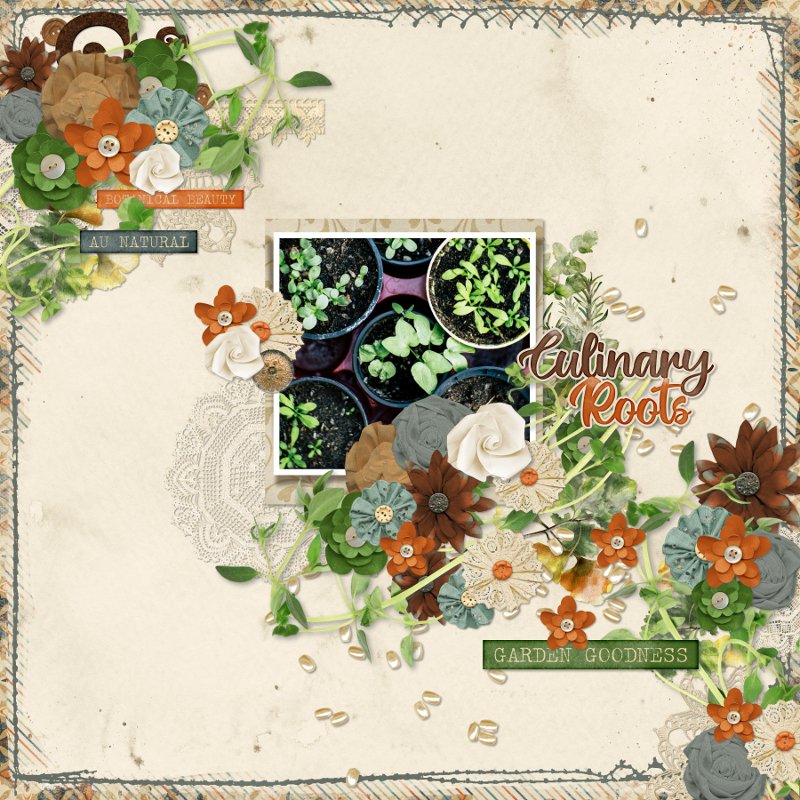 herbs.jpg