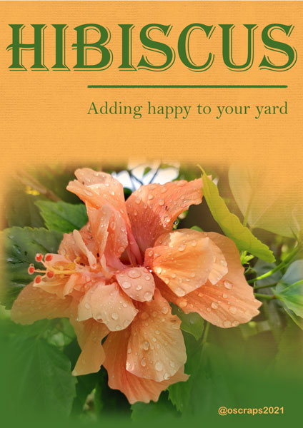 Hibiscus Add Happy