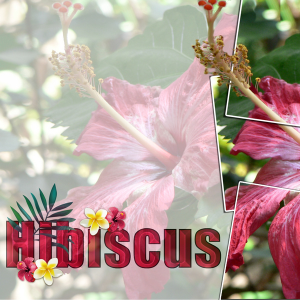 Hibiscus