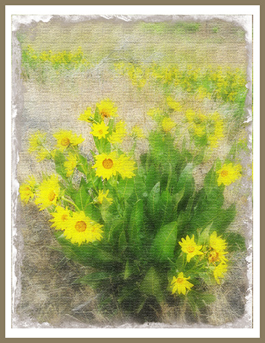 High Desert Wildflowers