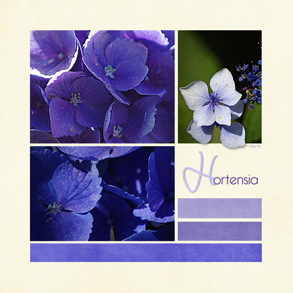 Hortensia