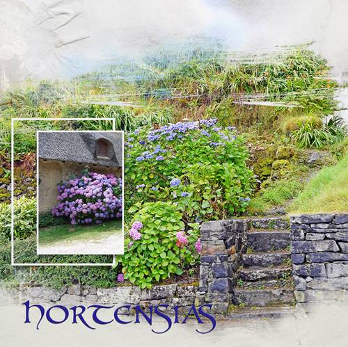 Hortensias en Irlande