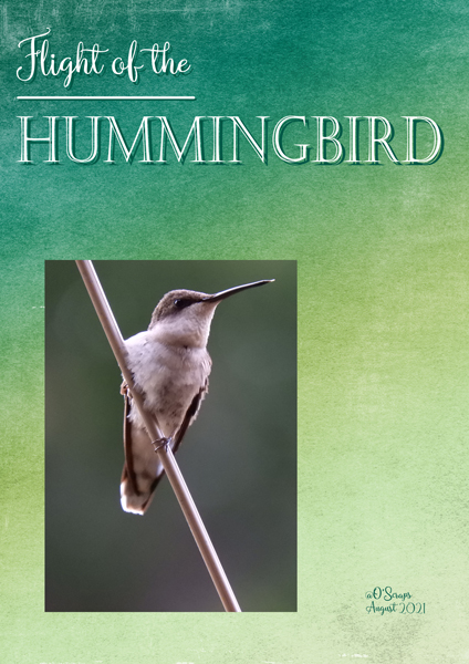 Hummingbird