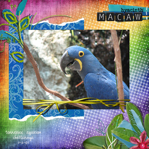 Hyacinth Macaw