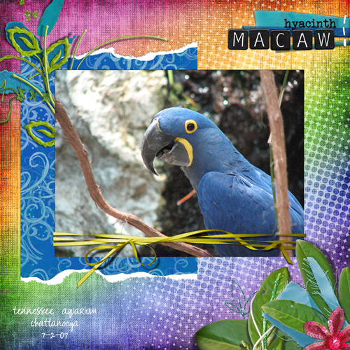 Hyacinth Macaw