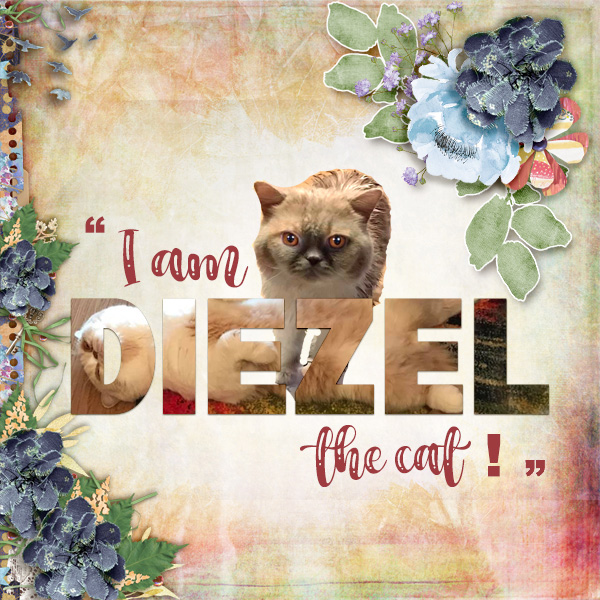 I-am-Diezel-the-cat.jpg