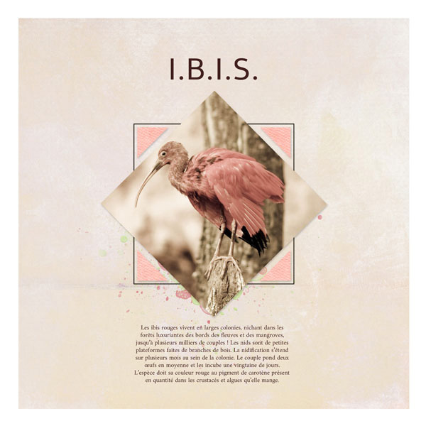 Ibis