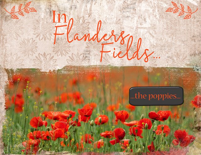 In-Flanders-Fields...jpg
