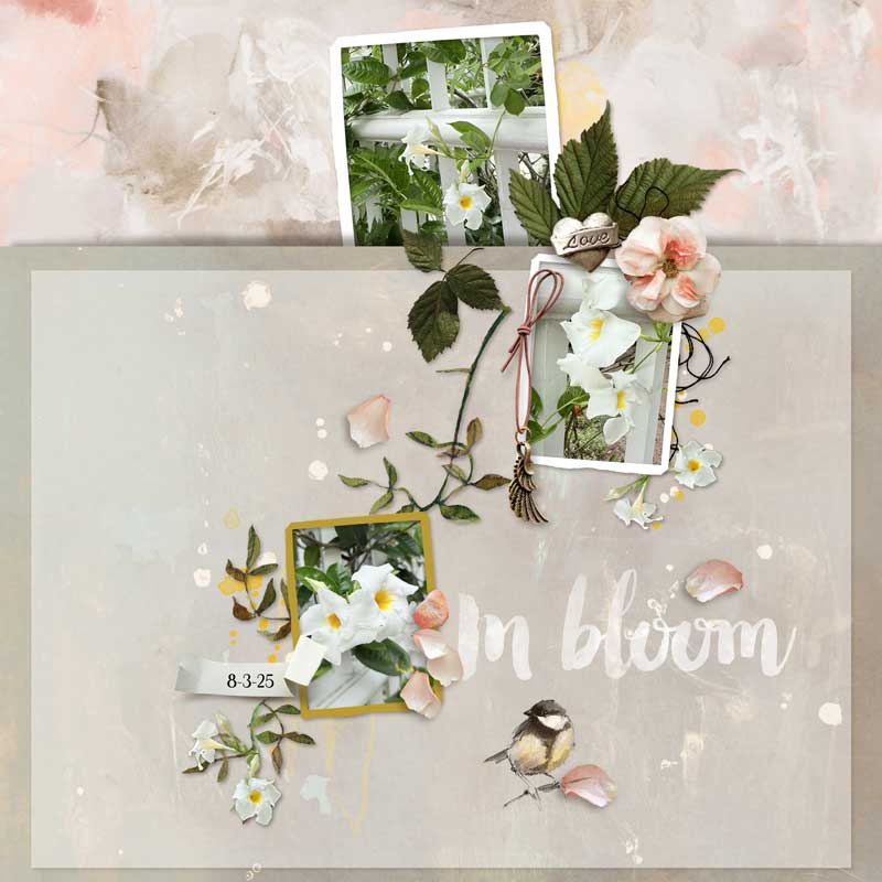 InBloom.jpg