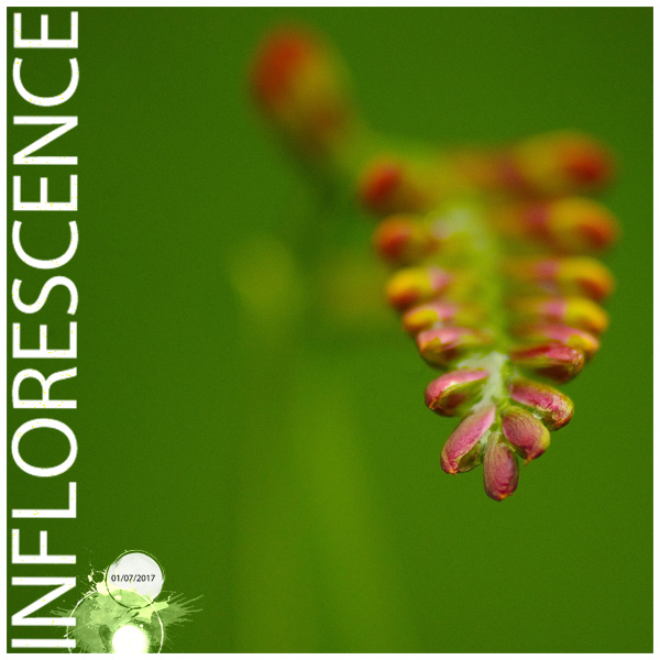 Inflorescence