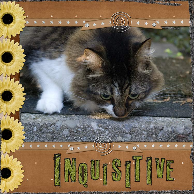 Inquisitive