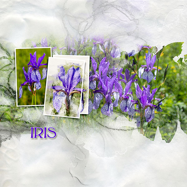 Iris