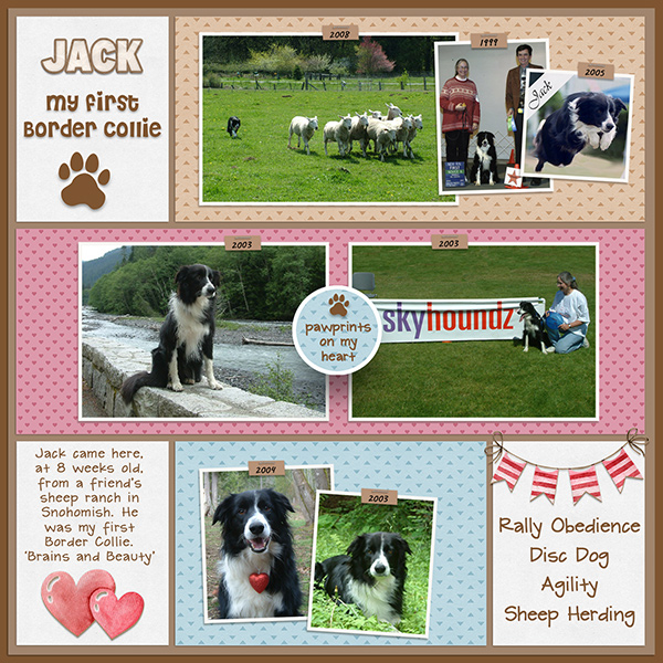 Jack - my first Border Collie