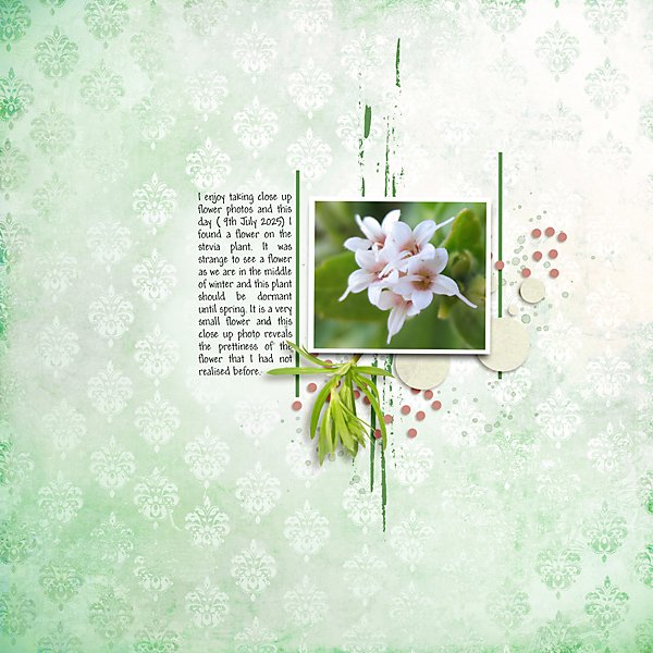 July Challenge #1 - Through the Lens - Stevia Flower