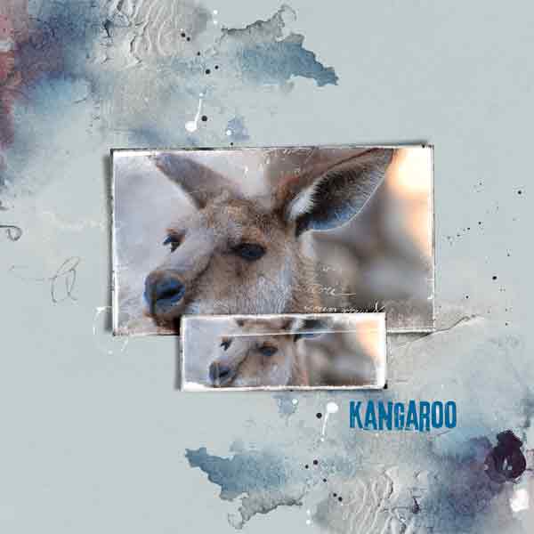 Kangaroo