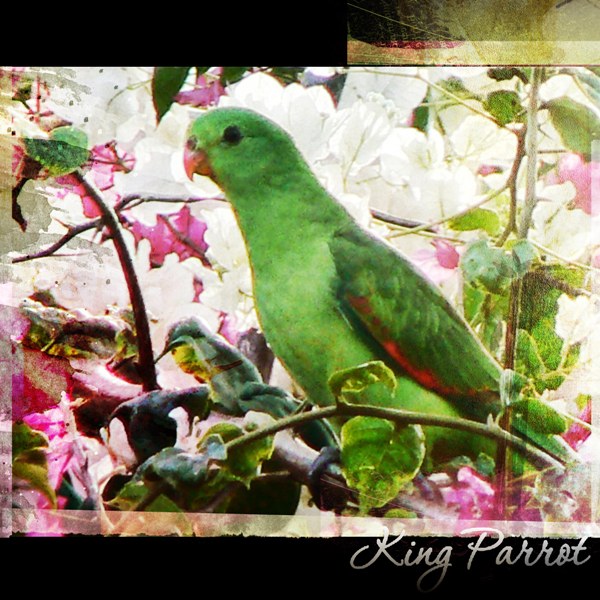 King Parrot in the Bougainvillea